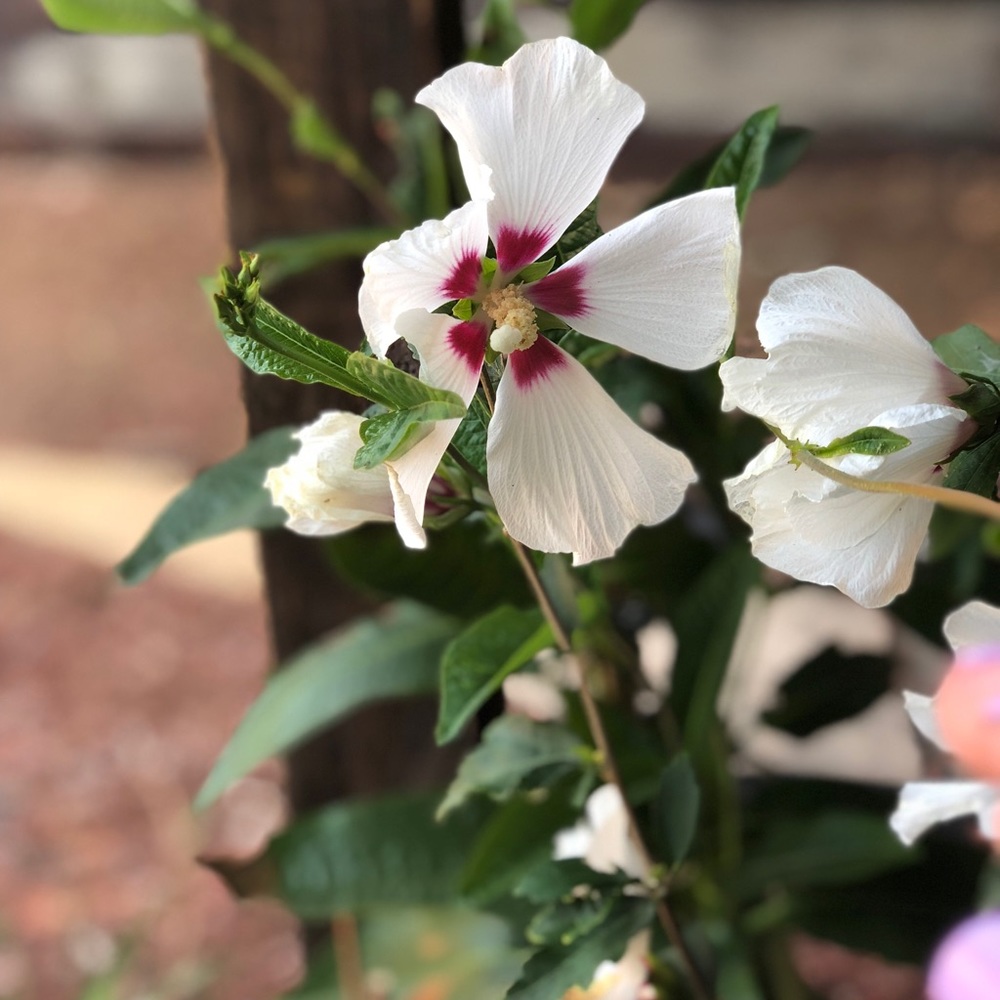 Meet your Posher, Leo